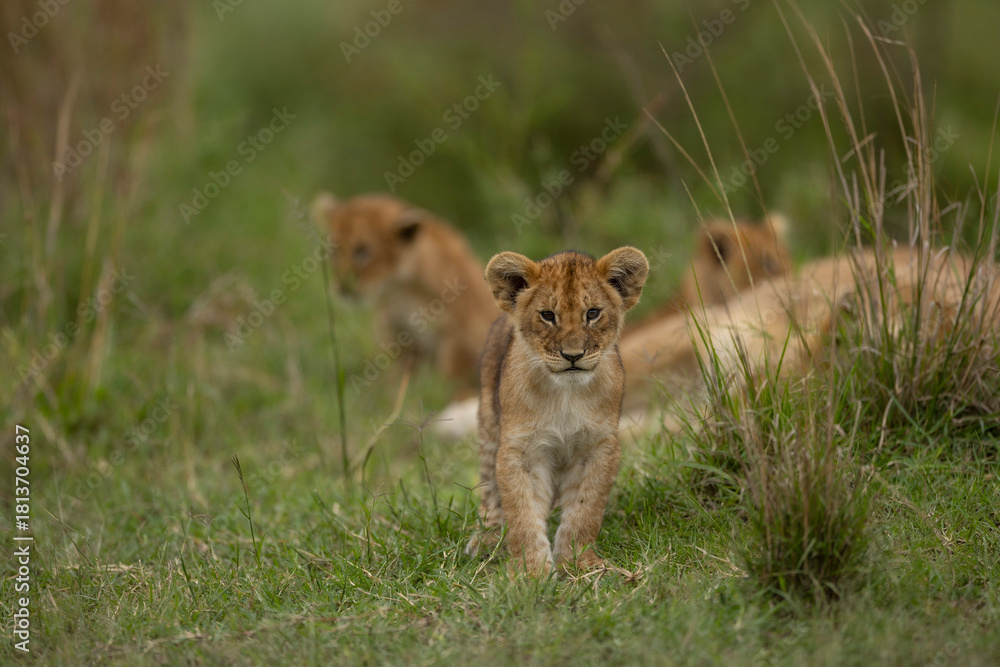 Obraz premium lion cub in the grass