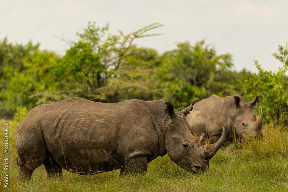 Obraz premium rhino in the wild