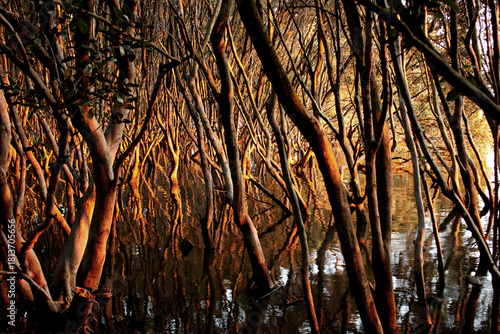 The orange sun sets at dusk, casting its tinted rays across the trunks of densely growing mangroves in a lake.
