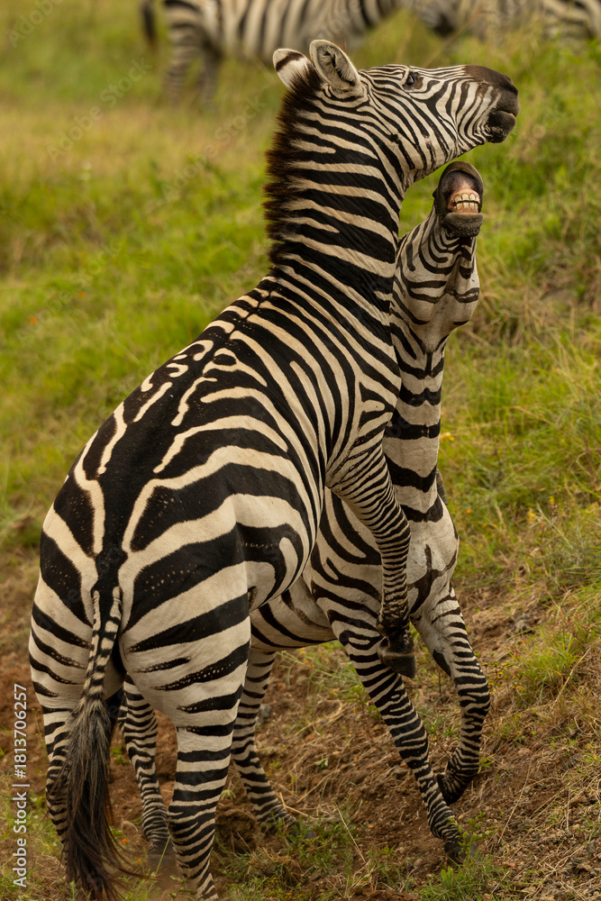 Obraz premium zebras fighting