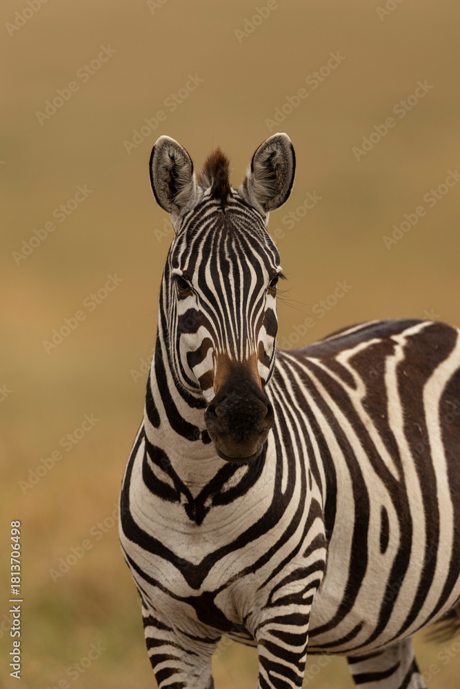 Fototapeta premium potrait of zebra