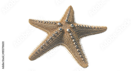 Detailed close-up of a textured starfish on a plain backdrop