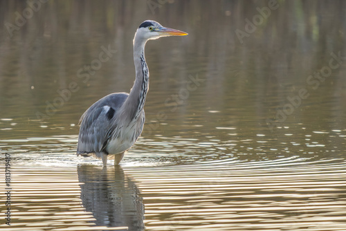 Grey heron fishing in a pond in Brenne, France