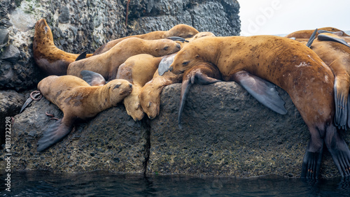 Steller sea lions rest on a landing stage in the town of Nevelsk on Sakhalin Island.	