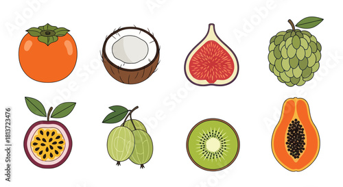 Assortment of various tropical fruits in detailed vector illustration