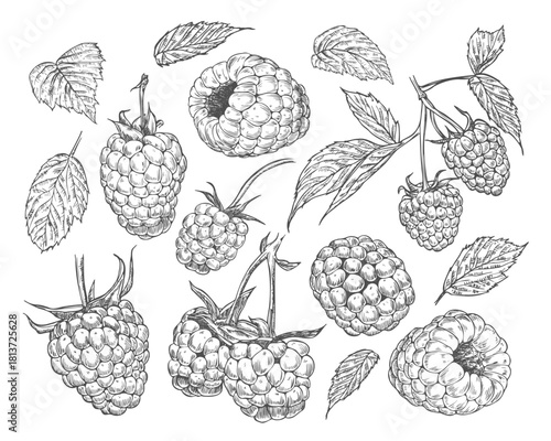 Raspberry berry with leaves, monochrome set of vector illustrations, engraving style, floral elements, objects for design patterns, backgrounds