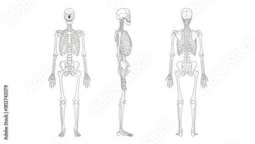 Human Skeleton Anatomy Vector Illustration: Full Body Outline with Anterior, Lateral, and Posterior Views for Medical and Educational Use