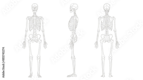 Human Skeleton Anatomy Vector Illustration: Full Body Views (Anterior, Lateral, Posterior)
