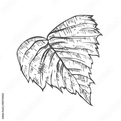 Hand drawn simple leaf sketch isolated on white background. Botanical element
