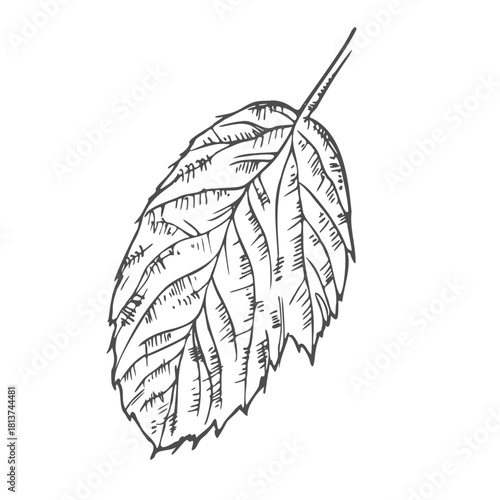 Hand drawn simple leaf sketch isolated on white background. Botanical element