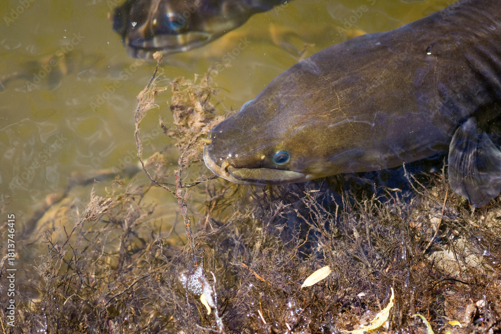 Fototapeta premium Close up of a native new zealand eel swimming in river near bank