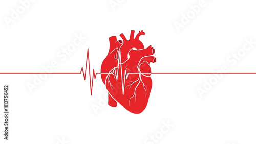 Human Anatomical Heart with ECG Heartbeat Line Vector Illustration