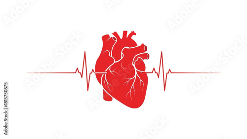 Red Anatomical Human Heart Vector with Continuous Heartbeat Line (ECG/EKG Rhythm Monitor)