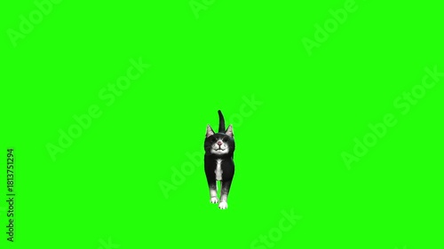 Black cat stand green background
