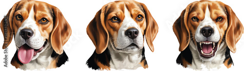 A set of vector realistic Different types of Beagle dog Faces Clipart, varius looks vector illustration.
