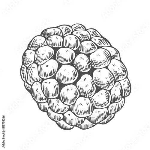 Simple raspberry or blackberry in a detailed line art style. An outline icon of a summer berry for food packaging or recipes.