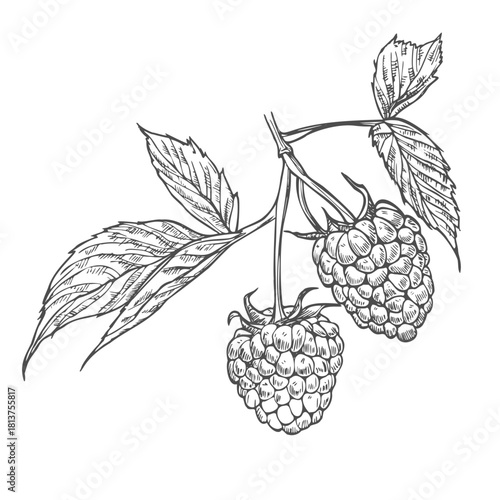 Raspberry branch, hand drawn black and white graphic vector illustration. Isolated on a white background.