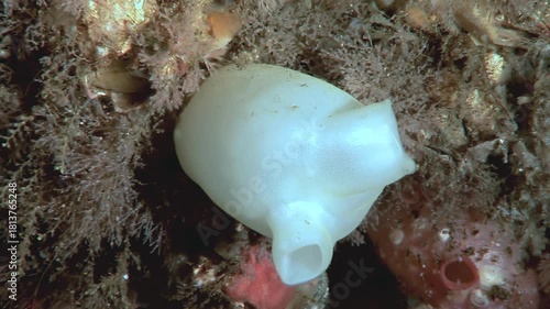 A white, translucent sea squirt delicately filters water on a coral reef. The surrounding area is filled with algae and sponges, showcasing the vibrant underwater ecosystem.