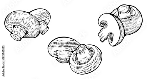 Button Mushroom Set of 3 Line Art Vector
