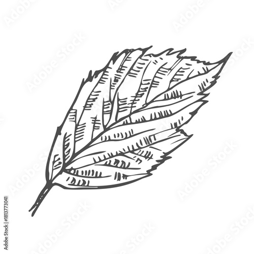 Hand drawn simple leaf sketch isolated on white background. Botanical element