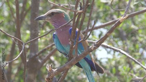 Lilac-breasted roller in a tree at Okavango Delta in Botswana