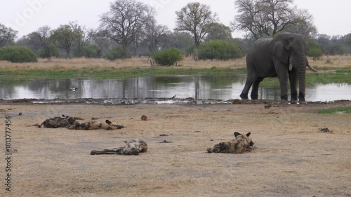 Pack of African wild dogs together with an elephant at Okavango Delta in Botswana