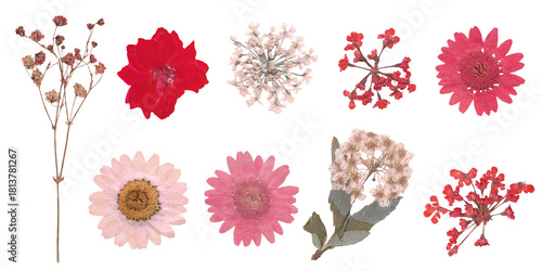 Collection of Pressed Dried Flowers Red and Pink Flowers Cut Out for Collage Srapbook Journaling