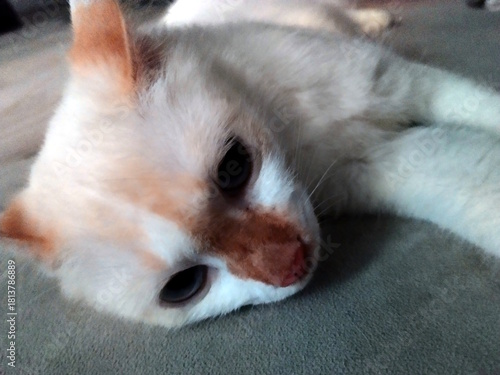 Adorable Flame Point Cat Resting Peacefully