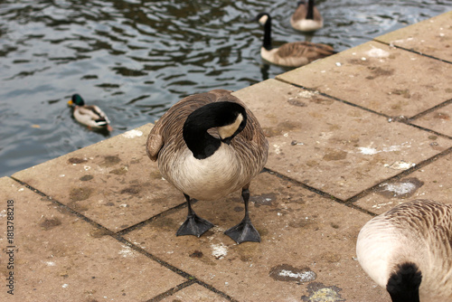 Watching on from the banks of the river Lea while it supports ducks, geese, swans, numerous plants as well as a boating lifestyle, while it flows through hertford just north of London in the South