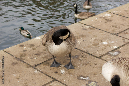 Watching on from the banks of the river Lea while it supports ducks, geese, swans, numerous plants as well as a boating lifestyle, while it flows through hertford just north of London in the South