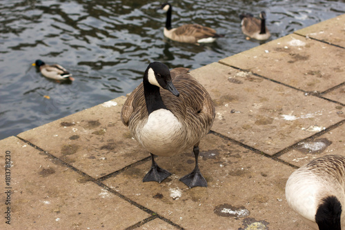 Watching on from the banks of the river Lea while it supports ducks, geese, swans, numerous plants as well as a boating lifestyle, while it flows through hertford just north of London in the South
