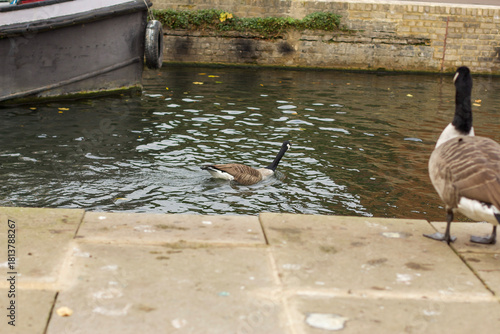 Watching on from the banks of the river Lea while it supports ducks, geese, swans, numerous plants as well as a boating lifestyle, while it flows through hertford just north of London in the South