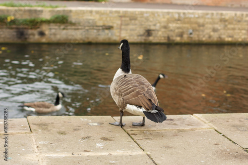 Watching on from the banks of the river Lea while it supports ducks, geese, swans, numerous plants as well as a boating lifestyle, while it flows through hertford just north of London in the South