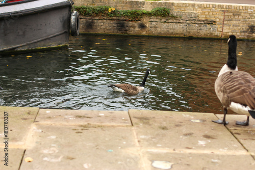 Watching on from the banks of the river Lea while it supports ducks, geese, swans, numerous plants as well as a boating lifestyle, while it flows through hertford just north of London in the South