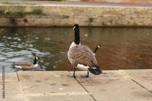 Watching on from the banks of the river Lea while it supports ducks, geese, swans, numerous plants as well as a boating lifestyle, while it flows through hertford just north of London in the South