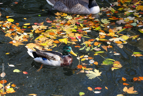 Watching on from the banks of the river Lea while it supports ducks, geese, swans, numerous plants as well as a boating lifestyle, while it flows through hertford just north of London in the South