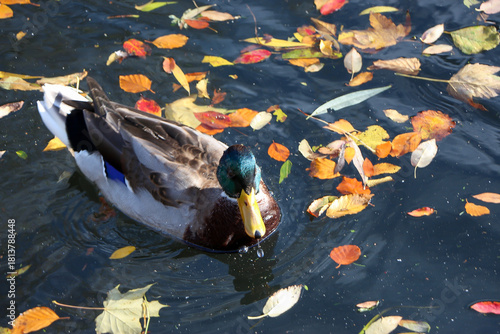 Watching on from the banks of the river Lea while it supports ducks, geese, swans, numerous plants as well as a boating lifestyle, while it flows through hertford just north of London in the South