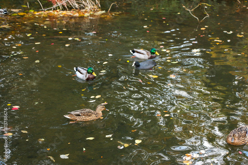 Watching on from the banks of the river Lea while it supports ducks, geese, swans, numerous plants as well as a boating lifestyle, while it flows through hertford just north of London in the South