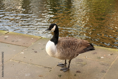 Watching on from the banks of the river Lea while it supports ducks, geese, swans, numerous plants as well as a boating lifestyle, while it flows through hertford just north of London in the South