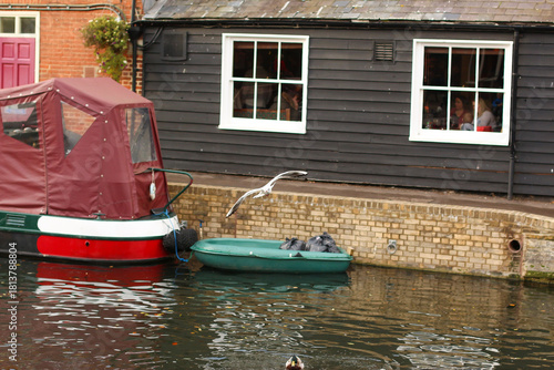 Watching on from the banks of the river Lea while it supports ducks, geese, swans, numerous plants as well as a boating lifestyle, while it flows through hertford just north of London in the South