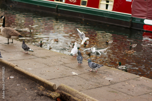 Watching on from the banks of the river Lea while it supports ducks, geese, swans, numerous plants as well as a boating lifestyle, while it flows through hertford just north of London in the South