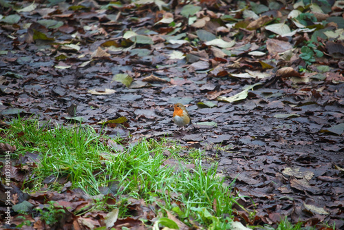 Walking through the middy forest paths around Hertford through the leaves and branches as the colder months of the year wrap themselves around the world