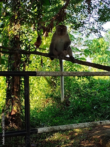 A playful monkey perches on a railing surrounded by lush greenery