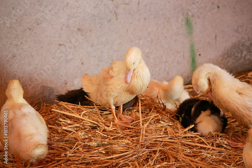 Young birds and chicks basking in the early springtime sunshine