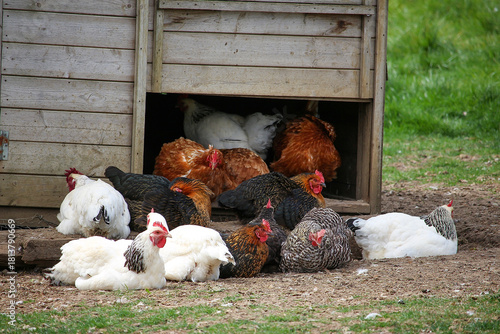 Young birds and chicks basking in the early springtime sunshine