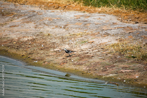 Young birds and chicks basking in the early springtime sunshine