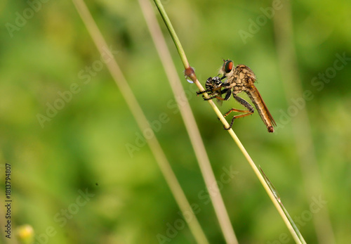 Robberfly eat on the grass