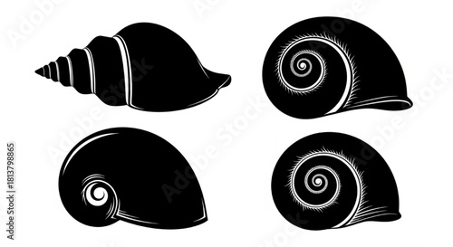 Shell Silhouette Vector Illustration Showing Side, Spiral, Back, and Top Views in Minimal Marine Design Style

