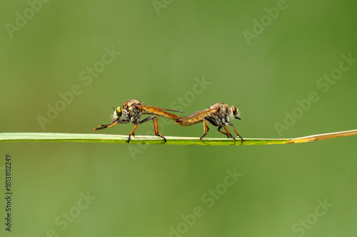 Robberfly mating on a leaf