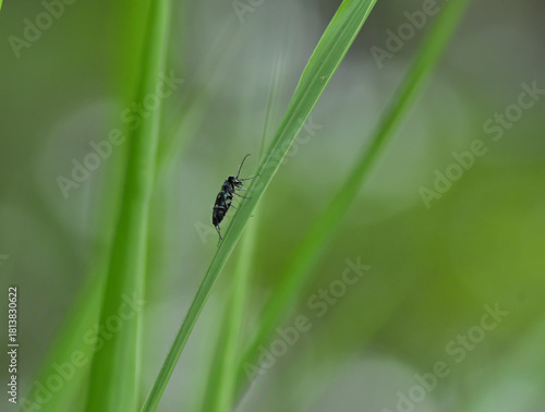 tiger beetle on a leaf